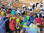Ausflug Kindergarten bei Molkerei mit Kälbchen